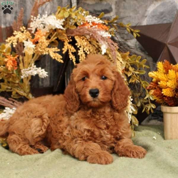 Honey, Mini Goldendoodle Puppy