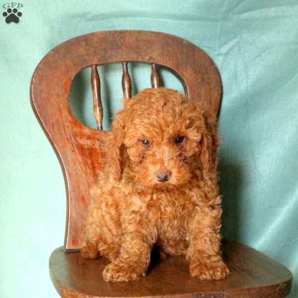 Hooper, Miniature Poodle Puppy