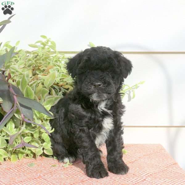 Hooper, Cavapoo Puppy