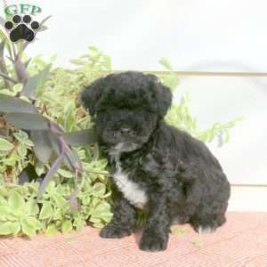 Hooper, Cavapoo Puppy