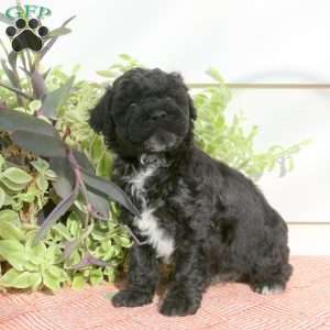 Hooper, Cavapoo Puppy