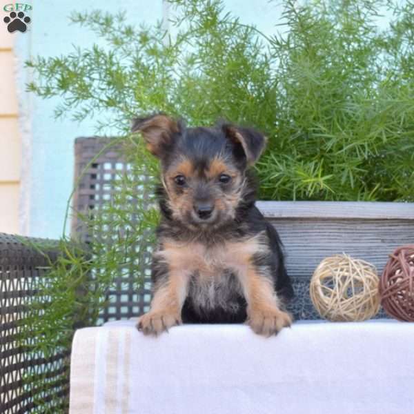 Hope, Yorkie-Chon Puppy