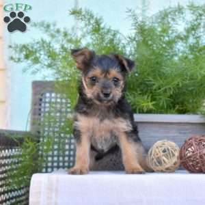 Hope, Yorkie-Chon Puppy