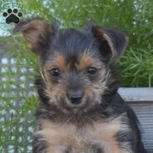 Hope, Yorkie-Chon Puppy