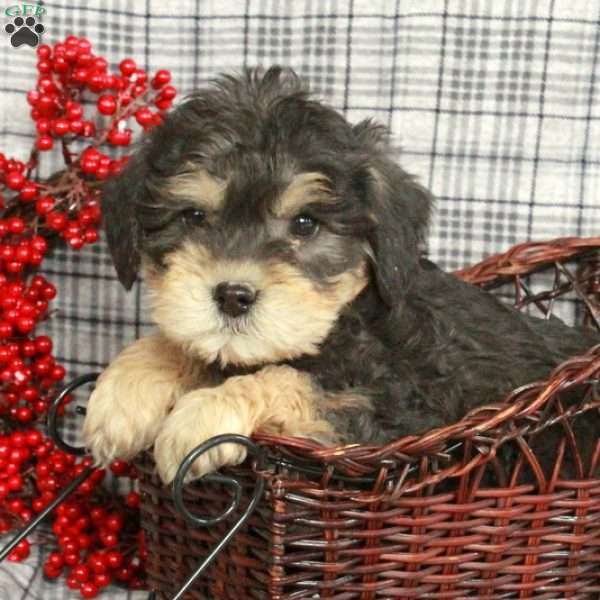 Hopper, Miniature Schnauzer Mix Puppy