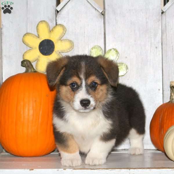 Hudson, Pembroke Welsh Corgi Puppy