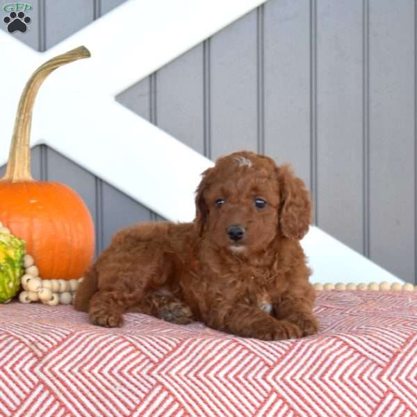 Hudson, Cavapoo Puppy