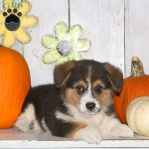 Hudson, Pembroke Welsh Corgi Puppy