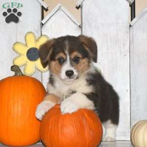 Hudson, Pembroke Welsh Corgi Puppy