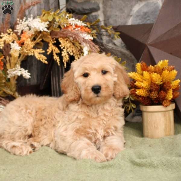 Hudson, Mini Goldendoodle Puppy