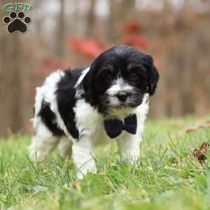 Hunter, Cockapoo Puppy