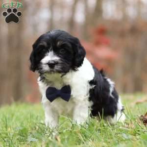 Hunter, Cockapoo Puppy