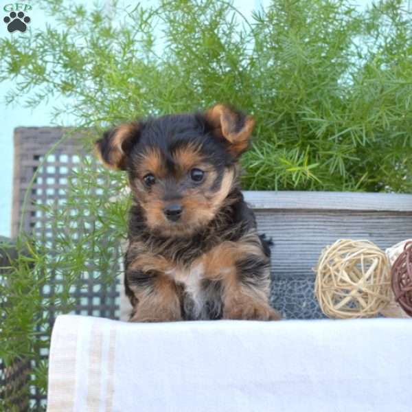 Hunter, Yorkie-Chon Puppy