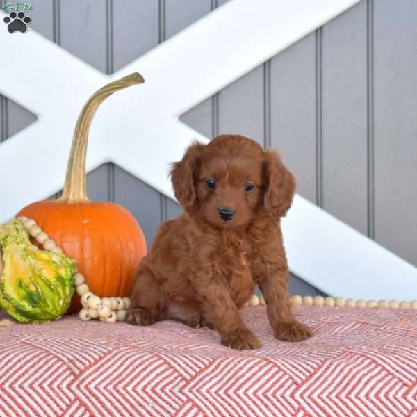 Hunter, Cavapoo Puppy