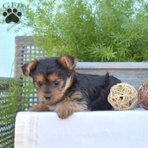 Hunter, Yorkie-Chon Puppy