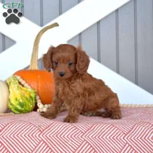 Hunter, Cavapoo Puppy