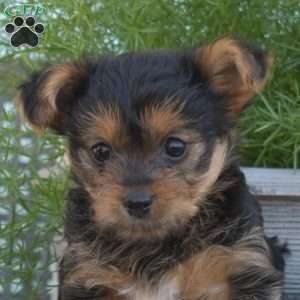 Hunter, Yorkie-Chon Puppy