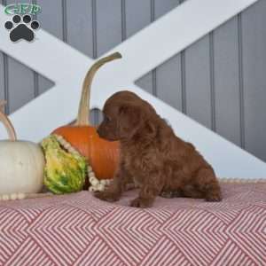 Hunter, Cavapoo Puppy