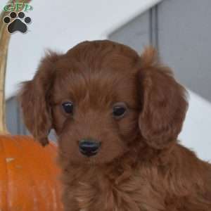 Hunter, Cavapoo Puppy