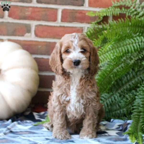 Hunter, Cockapoo Puppy