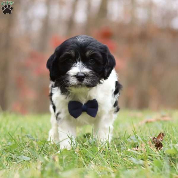 Hunter, Cockapoo Puppy