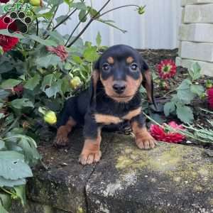 Ben, Dachshund Puppy