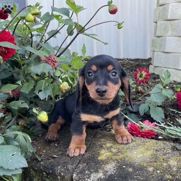 Ben, Dachshund Puppy