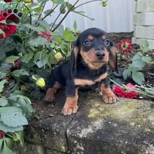 Ben, Dachshund Puppy