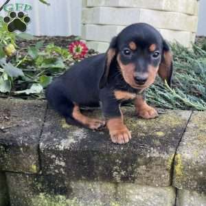 Ben, Dachshund Puppy