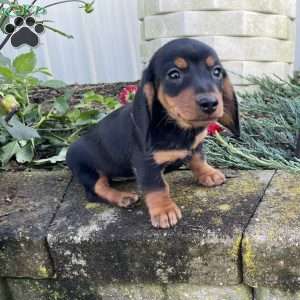 Ben, Dachshund Puppy