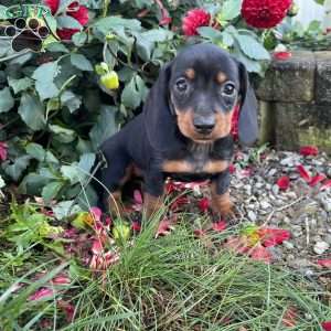 Beth, Dachshund Puppy