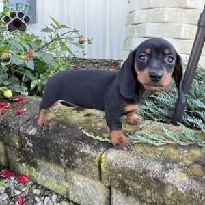 Beth, Dachshund Puppy