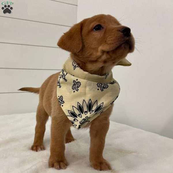 Estelle, Fox Red Labrador Retriever Puppy