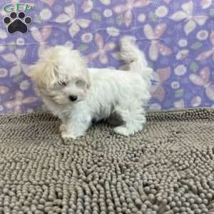 Charity, Coton de Tulear Puppy