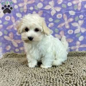 Charity, Coton de Tulear Puppy