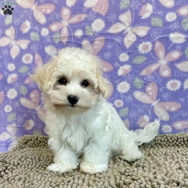 Charity, Coton de Tulear Puppy