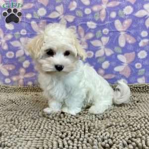 Charity, Coton de Tulear Puppy