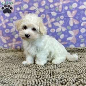 Charity, Coton de Tulear Puppy