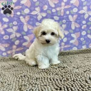 Charity, Coton de Tulear Puppy