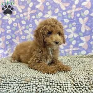 Peanut, Miniature Poodle Puppy