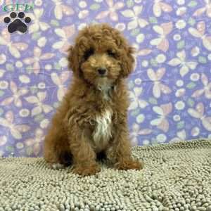 Peanut, Miniature Poodle Puppy