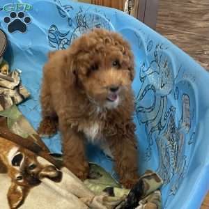 Peanut, Miniature Poodle Puppy