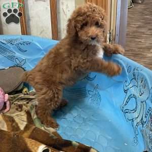 Peanut, Miniature Poodle Puppy