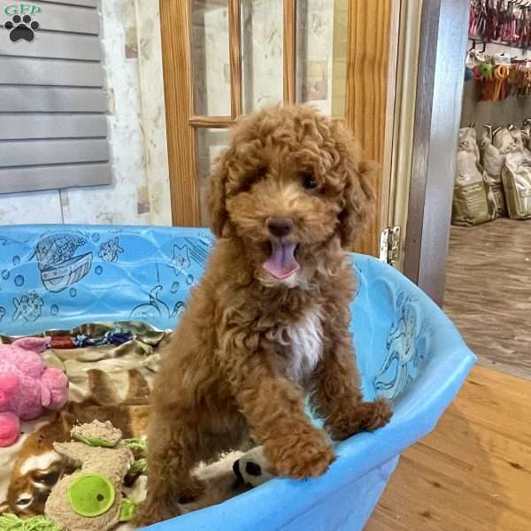 Peanut, Miniature Poodle Puppy