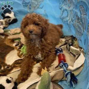 Peanut, Miniature Poodle Puppy