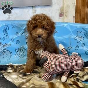 Peanut, Miniature Poodle Puppy