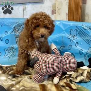 Peanut, Miniature Poodle Puppy