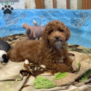 Peanut, Miniature Poodle Puppy