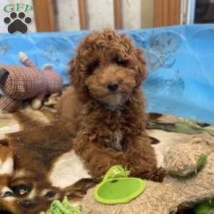 Peanut, Miniature Poodle Puppy