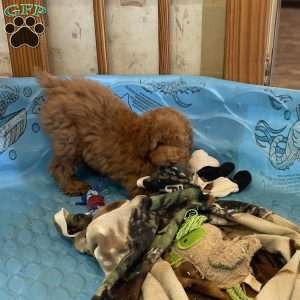 Patsy, Miniature Poodle Puppy